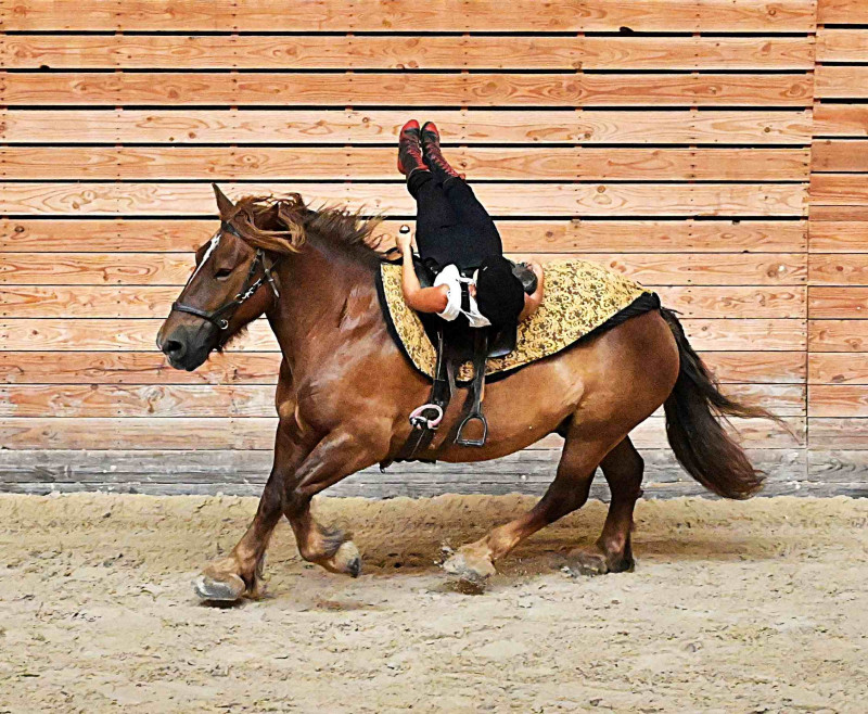 horse-trait-show-002-267